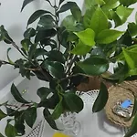 Piso As Rodas فيلانويفا دي أروسا