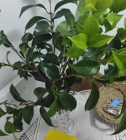 Piso As Rodas فيلانويفا دي أروسا